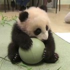 This is my toy. Don't touch it pleease.