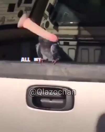 borb