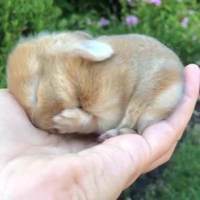 Here's what a handful of cuteness looks like