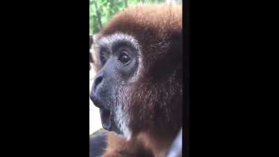 monke disappear after spinning
