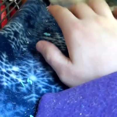 I've had baby Phantom for just over a week and she's already trying to steal my finger!