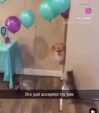 Bye Doggie