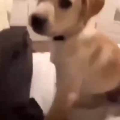 The dog has had enough