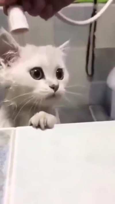 “Haaalp!”