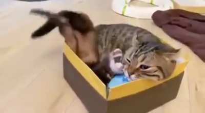 Все любят Котиков
