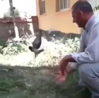 Releasing a caged bird into wild