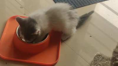 Look at Millie's tail go as she devours her food!