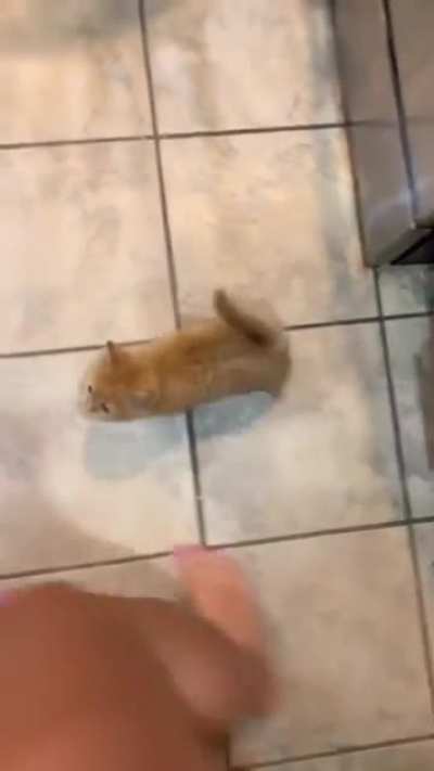 I'd give all my 9 lives for this mini chonk 🥹