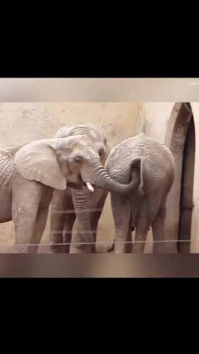 Elephants are nasty