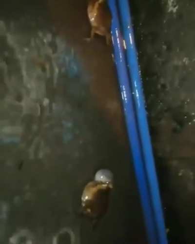 Cursed_Frog