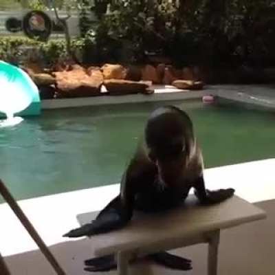 Do it for the Vine