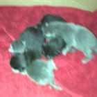 New borns