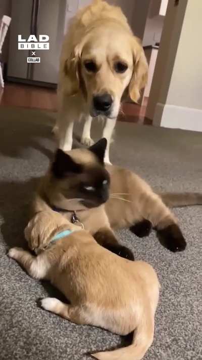 Father and Protector
