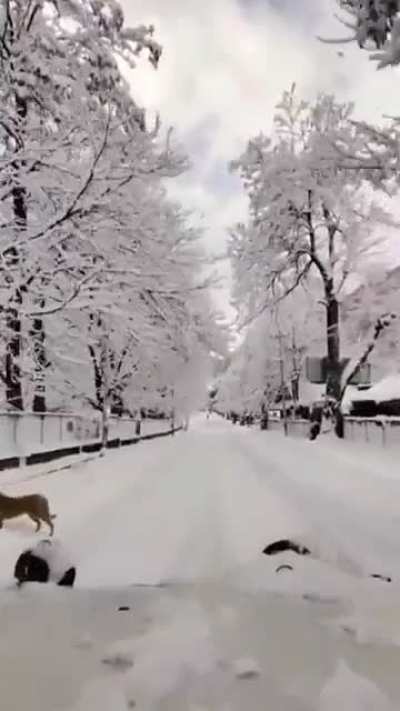 White wonderland