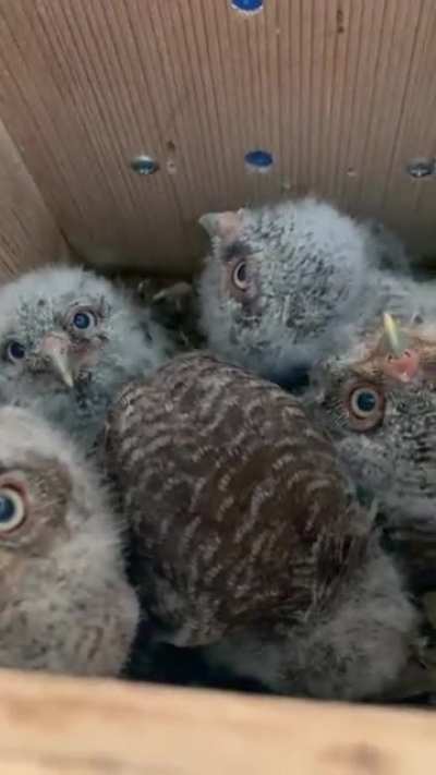 Remember the owl that got in my owl box? Well now got babies!