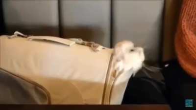 The cats outta the bag...
