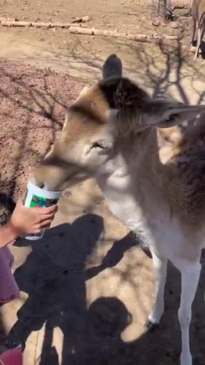 Getting swarmed by deer