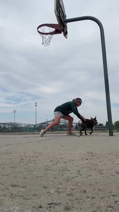 doggo hit pole