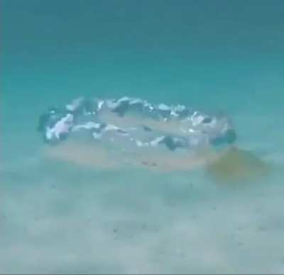 fuck this jellyfish