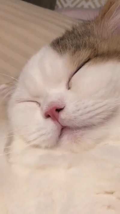 The anatomy of a sleeping boie