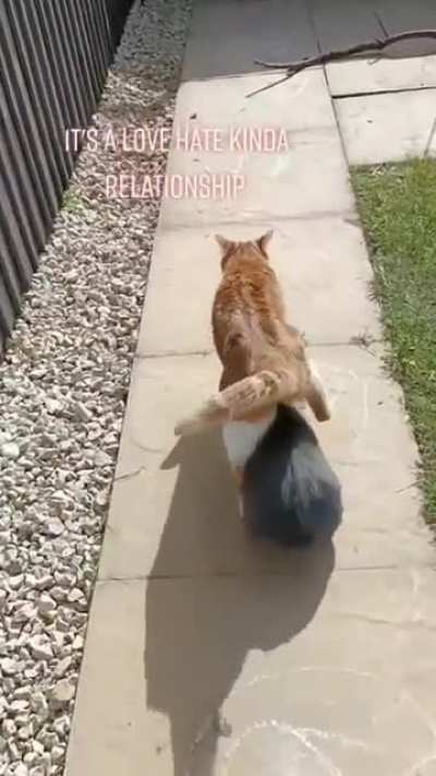 Bunny that like to walk under the cat.
