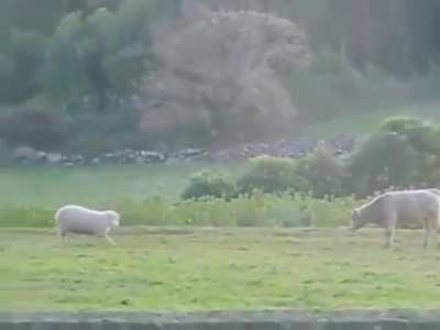 Cow dies