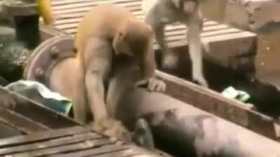 Monkey got electrified and injured. This scene is the best.