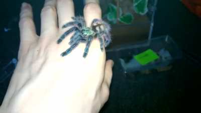 🔥 Avicularia Versicolor Tarantula