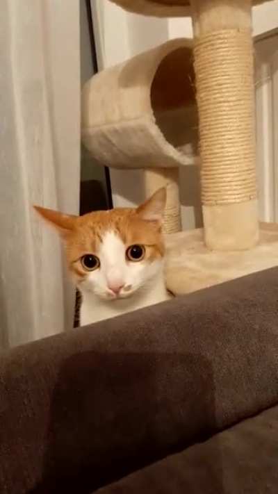 my cat is still not happy about his cousin visiting