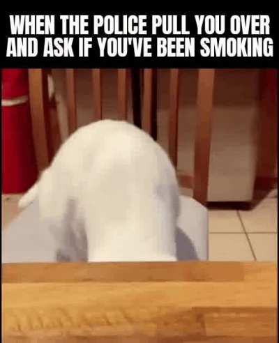 Too much catnip officer