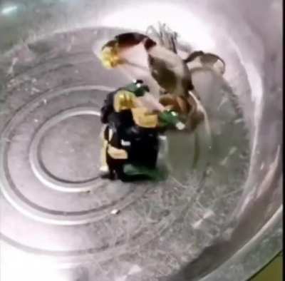 giant allied crab