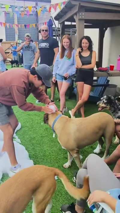 The Dog Penn is a dog park bar in Pittsburgh that had a Labor Day dog foam party. That’s where I met Mike. He said this placed saved his life.