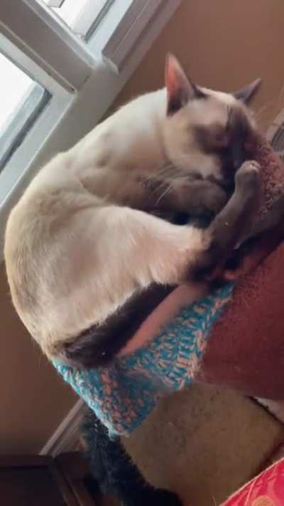 She still can’t figure out who is attacking her when she grooms while high on catnip.