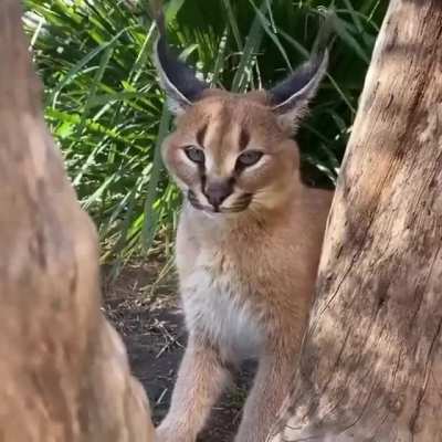 Seriously? Chirping Cat?