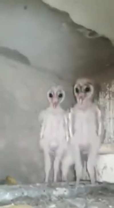 cursed_findings