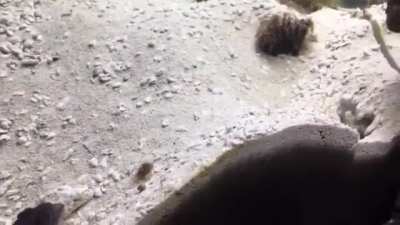 This is your shit..
