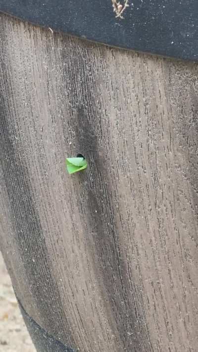 What's this (leaf cutting) bee? [Raleigh, NC, USA]