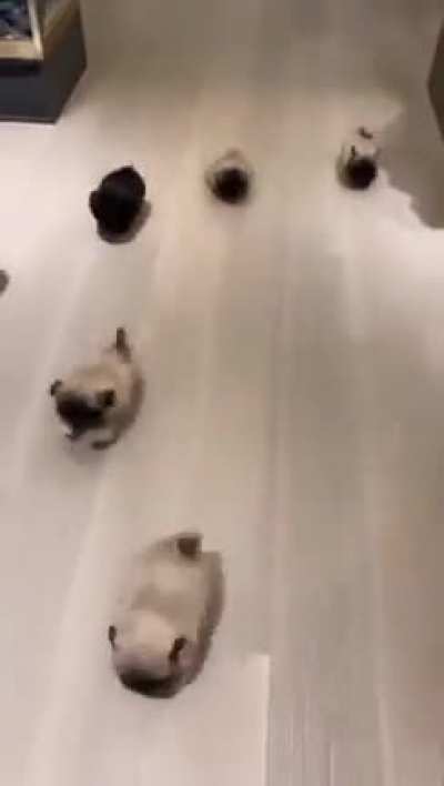 Smol Pawtatoes