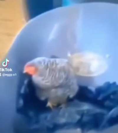 Egg