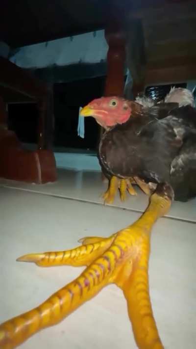 Chicken aura