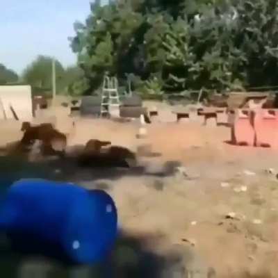 Police dog training