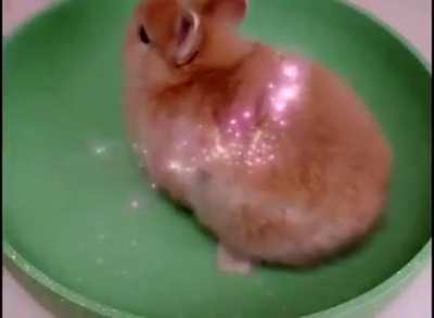 Salted rabbit miam.