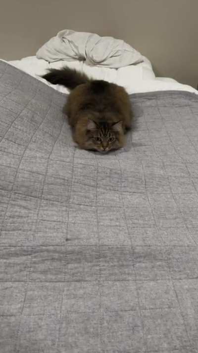 little wiggle