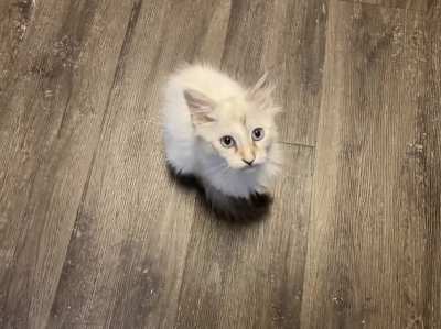 Brioche again - here to let me know every day that her full bowl of dry food just isn’t cutting it.