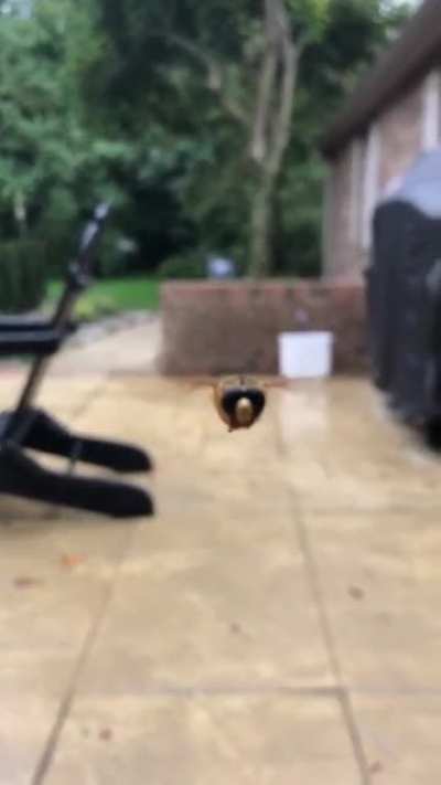 Oh what a cute hover fly!