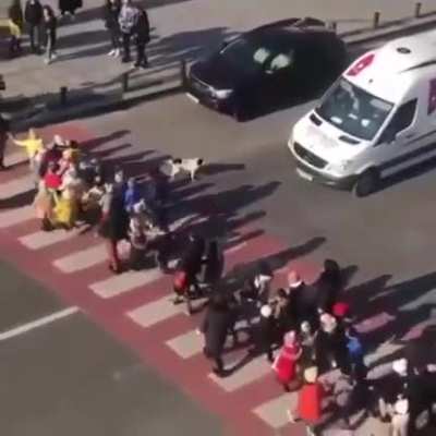 Protective dog enthusiastically help schoolchildren cross the road.