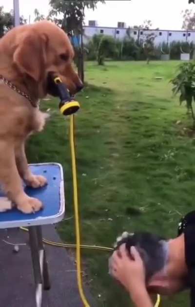What a good dog!