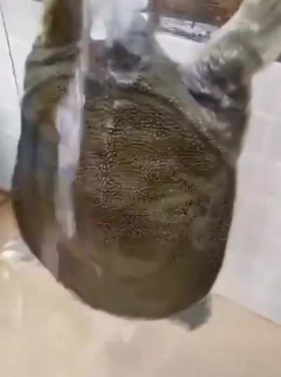 Turtle getting a sip of water