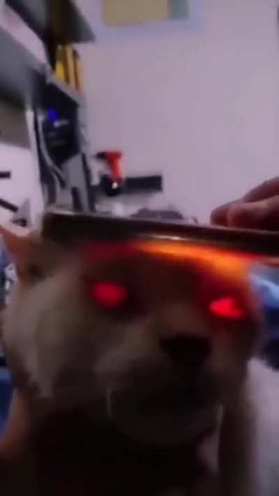 The eyes