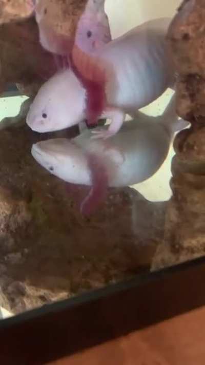 Bounceolotl